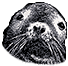 :sealion: